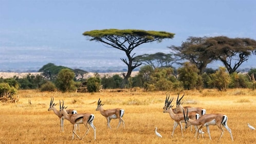 Safari tour; Nairobi National Park.