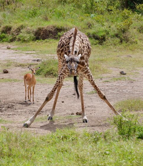 Picture 16 for Activity Nairobi;Nairobi National Park 6 am Group Joining Game drive.