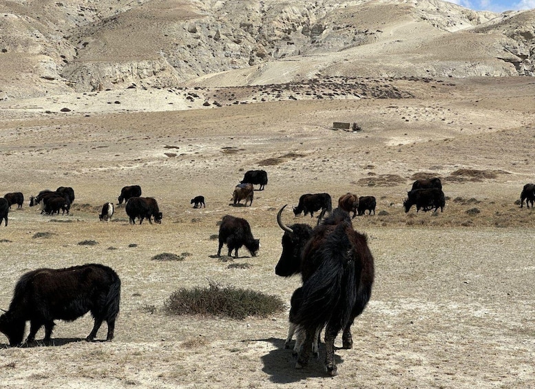 Picture 2 for Activity From Pokhara: Short Upper Mustang Guided Trekking 10-Days