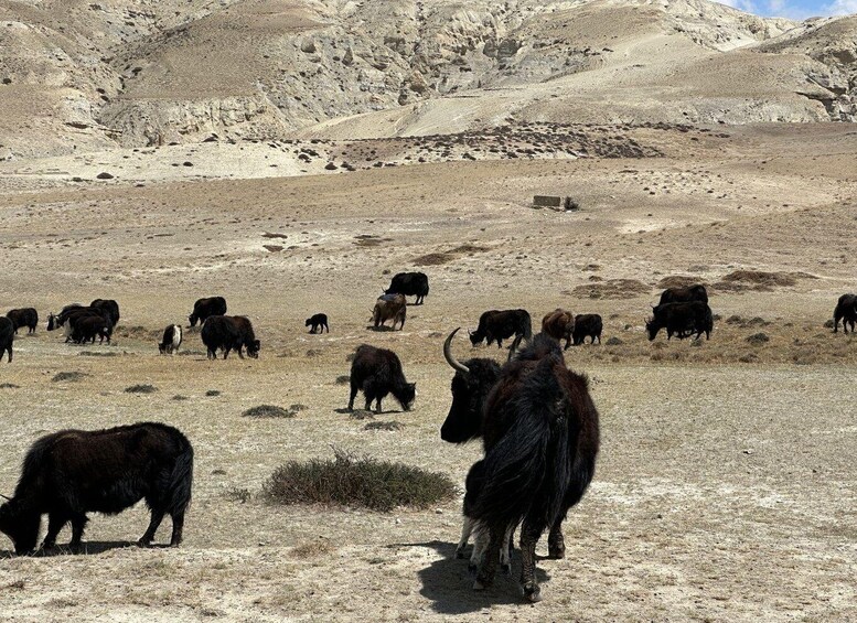 Picture 2 for Activity From Pokhara: Short Upper Mustang Guided Trekking 10-Days
