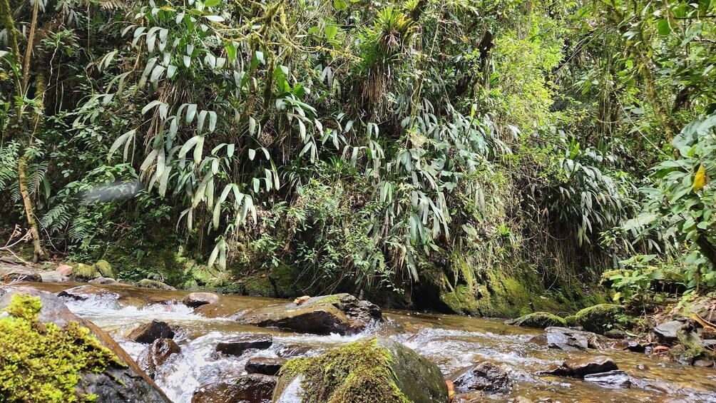 Picture 7 for Activity Cocora Valley: Route of the Hummingbirds + breakfast & lunch