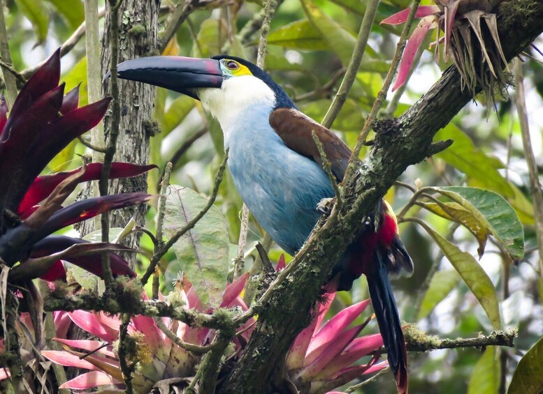 Cocora Valley: Birding-hiking with breakfast & lunch