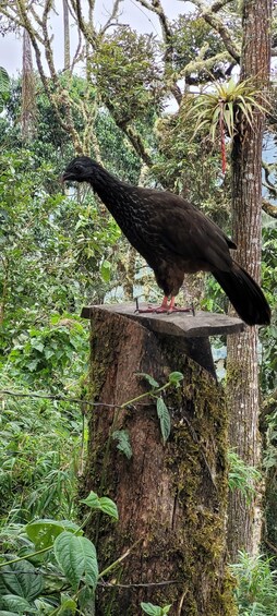 Picture 10 for Activity Cocora Valley: Birding-hiking with breakfast & lunch