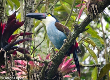 Cocora Valley: Route of the Hummingbirds + breakfast & lunch