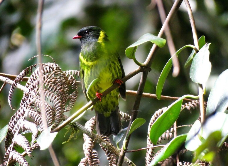 Picture 3 for Activity Cocora Valley: Route of the Hummingbirds + breakfast & lunch