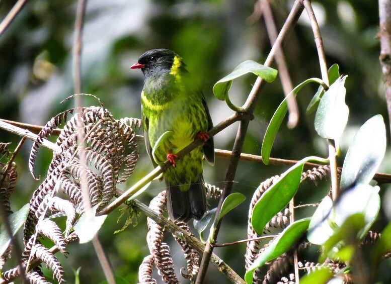 Picture 3 for Activity Cocora Valley: Route of the Hummingbirds + breakfast & lunch