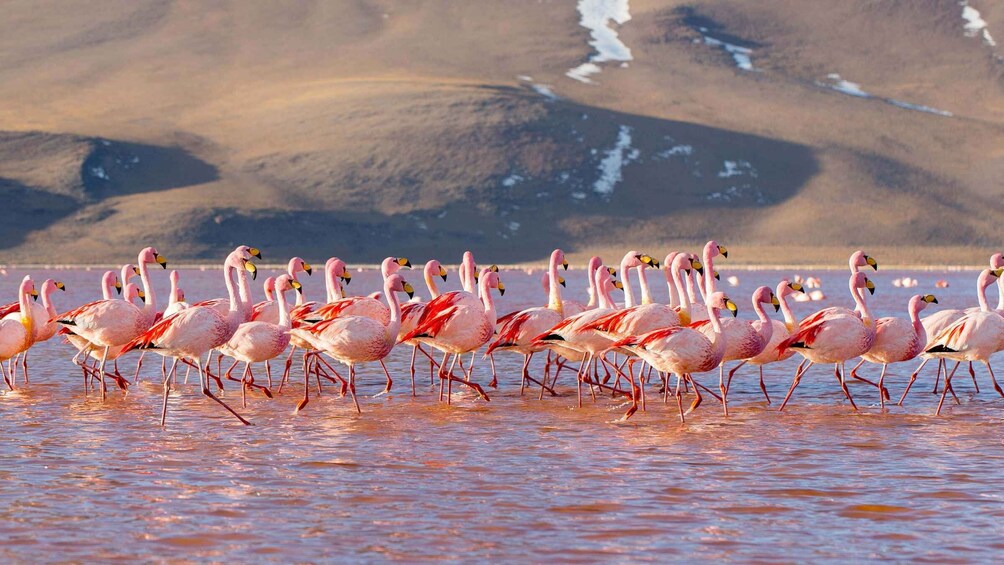 Picture 8 for Activity Uyuni Salt Flats and Red Lagoon 3-Days | English in Guide |