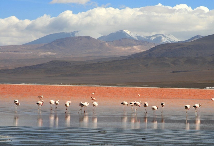 Picture 9 for Activity Uyuni Salt Flats and Red Lagoon 3-Days | English in Guide |