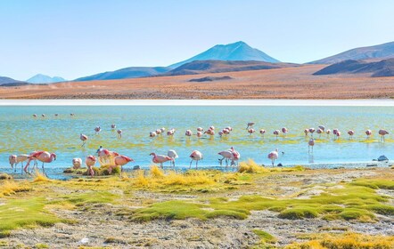 Uyuni Salzwüste und Rote Lagune 3-Tage | Englisch im Reiseführer |