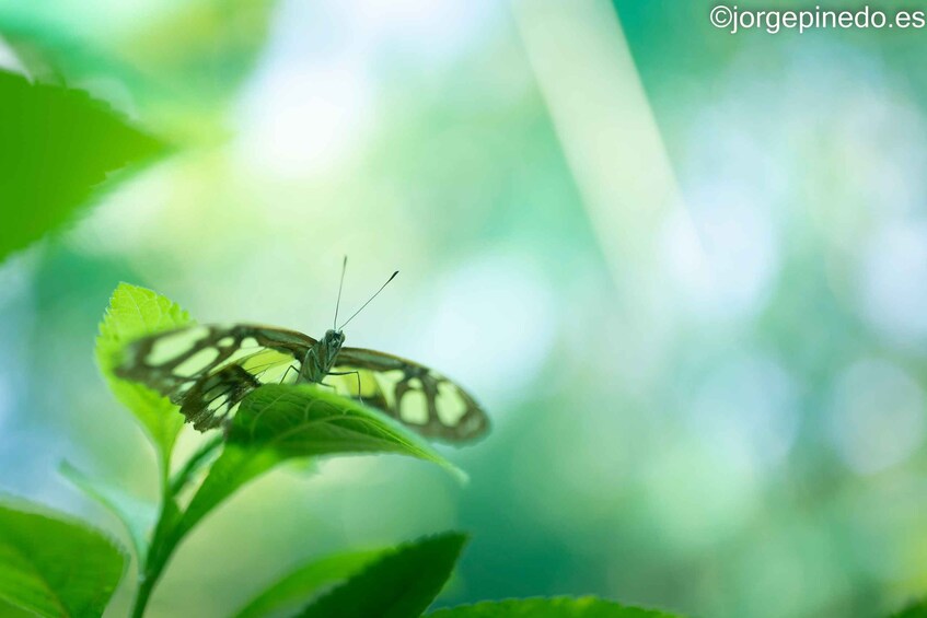 Picture 19 for Activity La Fortuna:Butterflies, birds, sloths and Trails Guided Tour