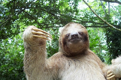 La Fortuna: sommerfugler, fugler, dovendyr og stier - guidet tur