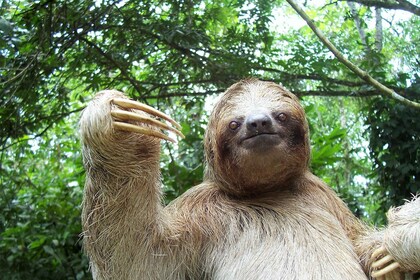 La Fortuna:Schmetterlinge, Vögel, Faultiere und Trails Geführte Tour