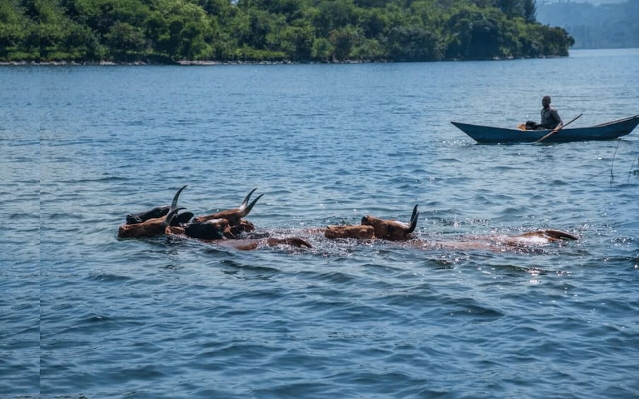 Picture 5 for Activity From Kigali: 1day Lake Kivu experience in Karongi with Lunch