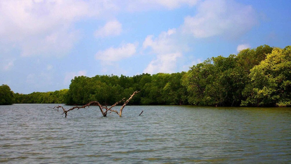 Picture 3 for Activity Sunrise Kayaking on the Negombo Lagoon