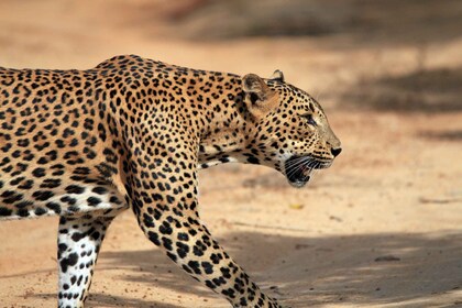 Yala National Park: Morning or Afternoon Golden Hour Safari