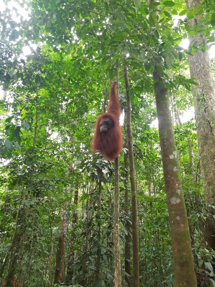 Picture 19 for Activity 2 Days Expedition from Bukit Lawang: Connect with Nature