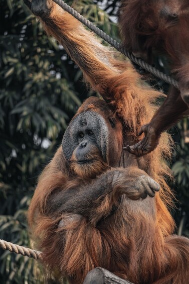 Picture 8 for Activity 2 Days Expedition from Bukit Lawang: Connect with Nature