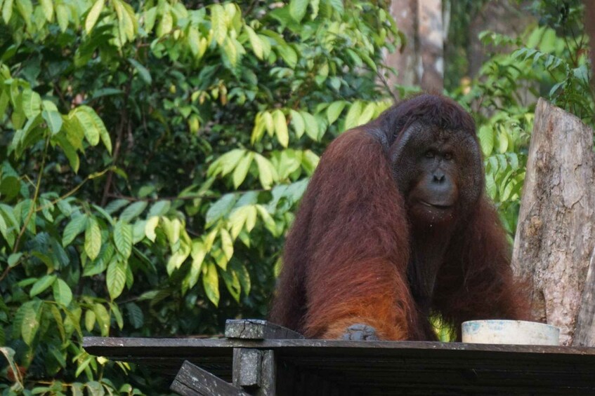 Picture 6 for Activity 2 Days Expedition from Bukit Lawang: Connect with Nature