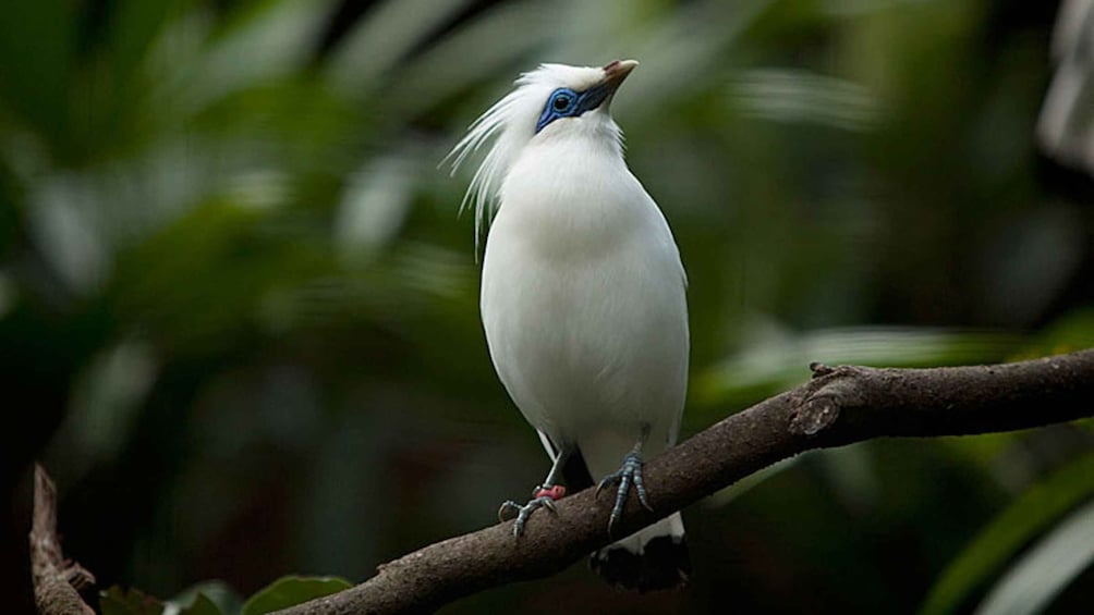 Bali: Bird Watching Tour in Ubud Countryside with Transfer