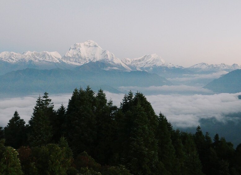 Picture 17 for Activity Kathmandu:10-Day ABC Guided Trek via Poon Hill (4130 m)