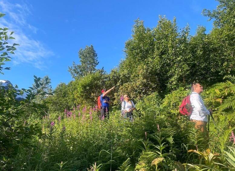 Picture 12 for Activity From Seward: Harding Icefield Trail Hiking Tour