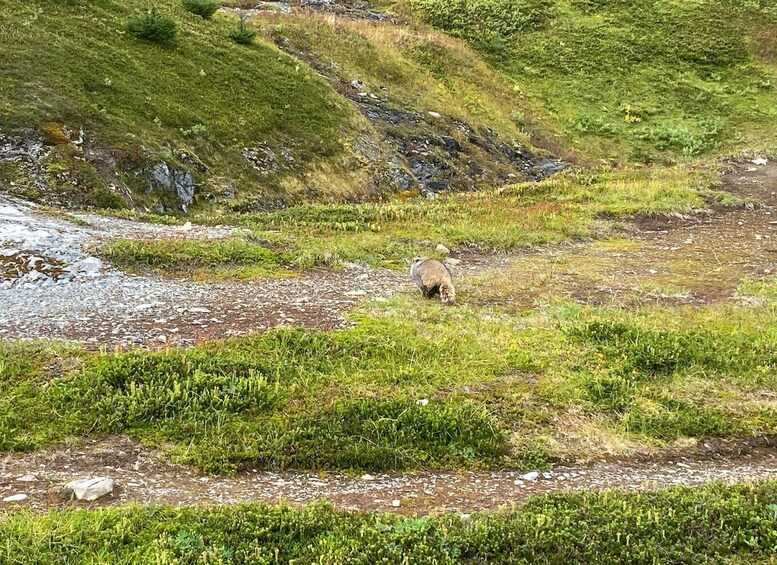 Picture 13 for Activity From Seward: Harding Icefield Trail Hiking Tour