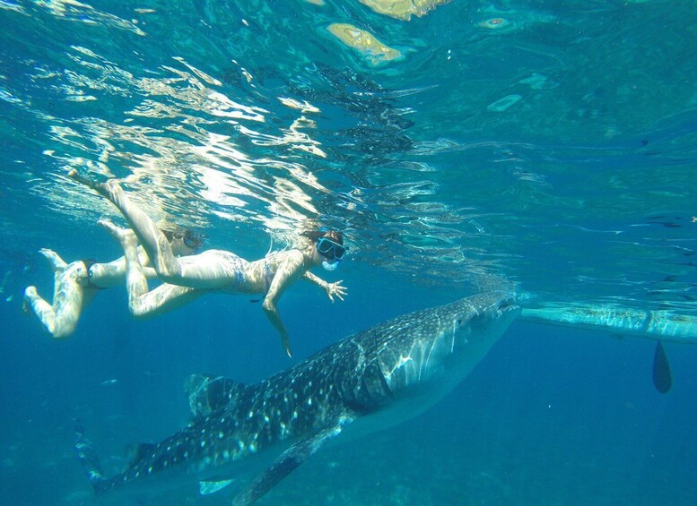 Picture 2 for Activity Oslob Whale Shark Snorkeling & Island hopping to Sumilon