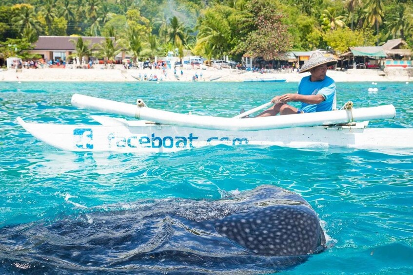 Picture 3 for Activity Oslob Whale Shark Snorkeling & Island hopping to Sumilon