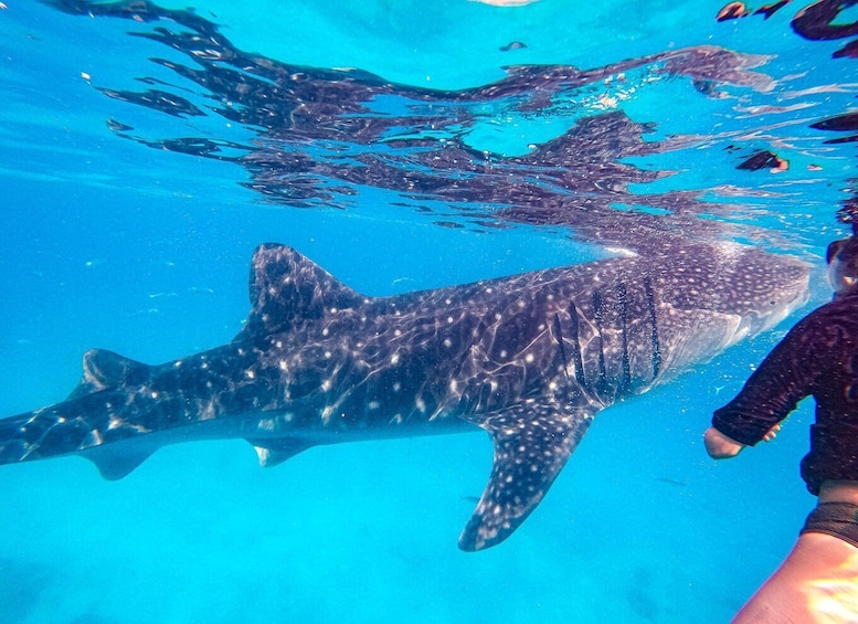 Picture 1 for Activity Oslob Whale Shark Snorkeling & Island hopping to Sumilon