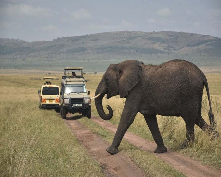 Out Of Africa Safari Masai Mara Conservancy