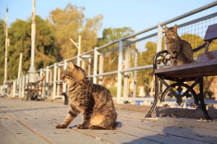 Picture 2 for Activity Nicosia: Express Walk with a Local in 60 minutes