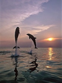 Lovina : Natural holy hot spring & Sunrise Dolphins tour