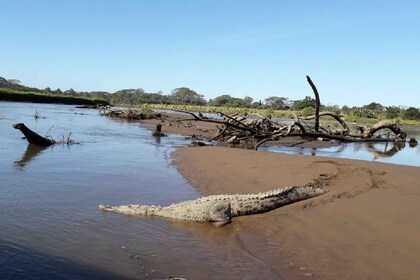 San Jose: Krokodil-Safari-Expedition und Naturspaziergang