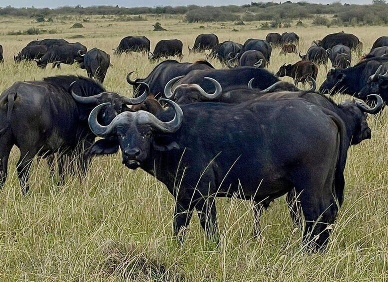 Picture 30 for Activity 1 Day Masai Mara Game Drive