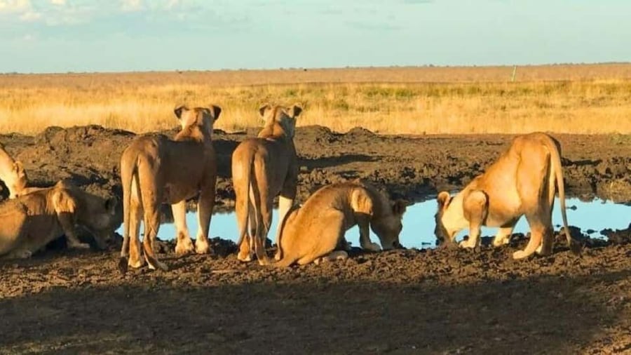 Picture 2 for Activity 1 Day Masai Mara Game Drive