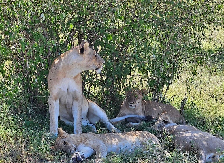 Picture 5 for Activity 1 Day Masai Mara Game Drive