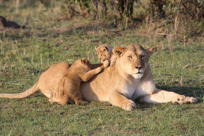 Picture 14 for Activity 1 Day Masai Mara Game Drive