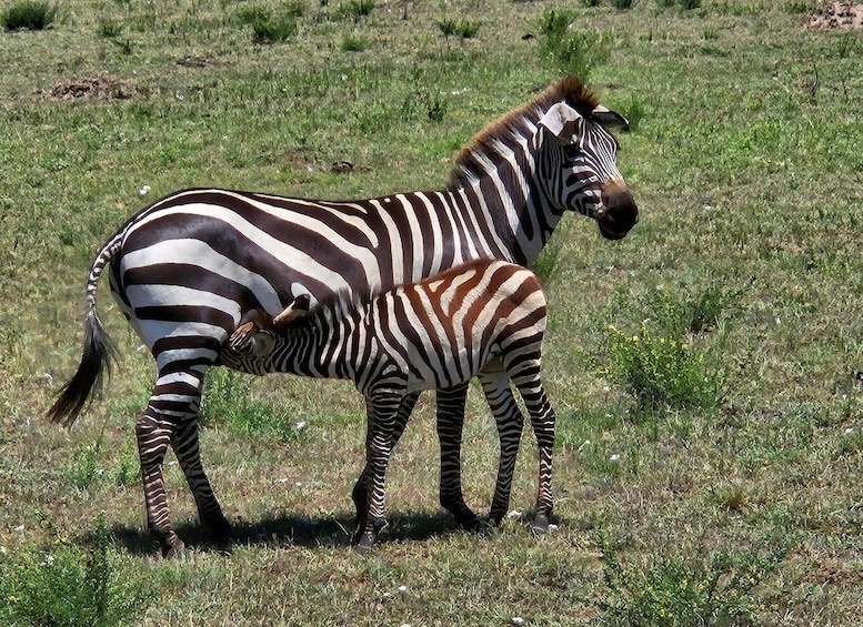 Picture 9 for Activity 1 Day Masai Mara Game Drive