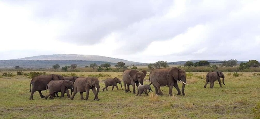 Picture 41 for Activity 1 Day Masai Mara Game Drive