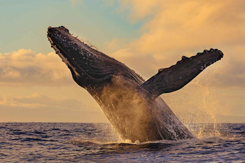 Picture 6 for Activity Humpback Whales: Wildlife Watching in Uvita Costa Rica