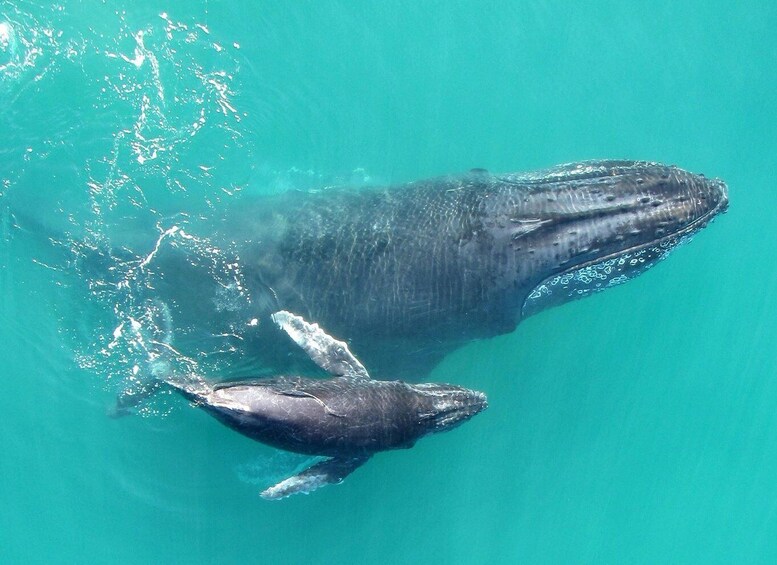 Picture 8 for Activity Humpback Whales: Wildlife Watching in Uvita Costa Rica