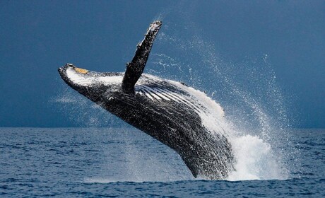 Humpback Whales: Wildlife Watching in Uvita Costa Rica