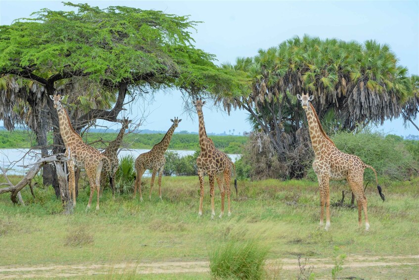 Picture 6 for Activity From Zanzibar: Selous Game Reserve Day Safari with Flights