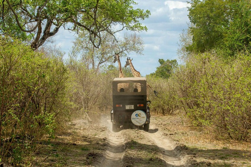 Picture 1 for Activity From Zanzibar: Selous Game Reserve Day Safari with Flights