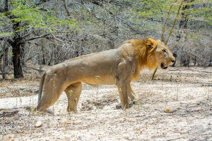 Sansibarilta: Selous Game Reserve päiväsafari lentojen kanssa