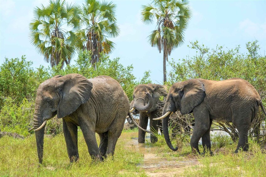 Picture 3 for Activity From Zanzibar: Selous Game Reserve Day Safari with Flights