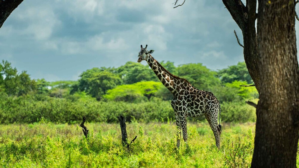 Picture 5 for Activity From Zanzibar: Selous Game Reserve Day Safari with Flights