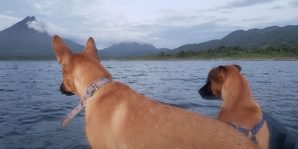 Picture 3 for Activity La Fortuna: *TOP* Wildlife Safari Experience by Kayak