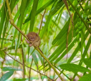 Bohol Countryside Private Tour From Cebu City