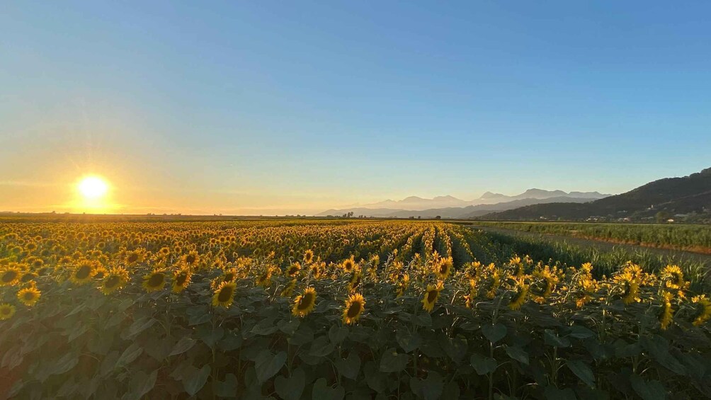 Picture 4 for Activity Shore Excursion From Livorno: Tuscan Villages & Chianti Wine